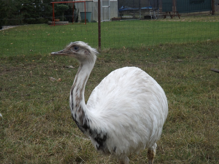 img00007.jpg