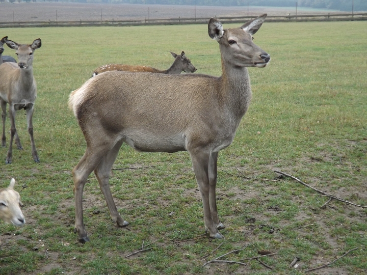 img00018.jpg
