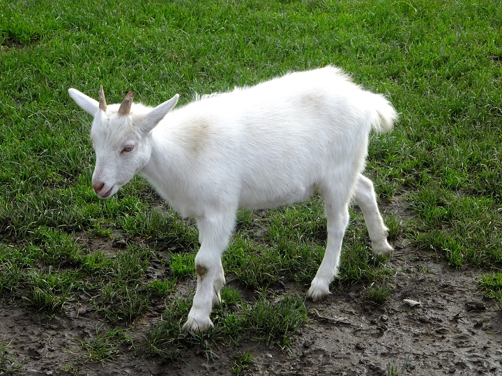 img00004.jpg